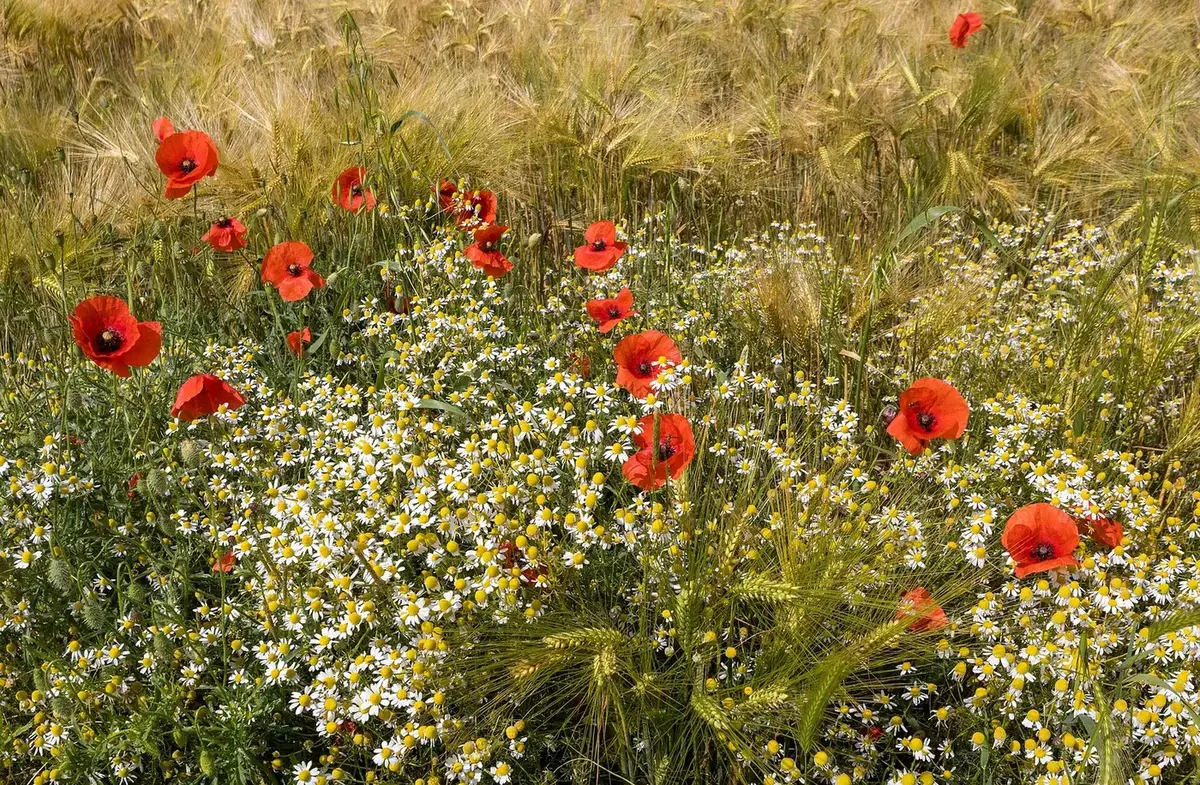 Camomille sauvage en fleurs et coquelicots en bordure d'un champ