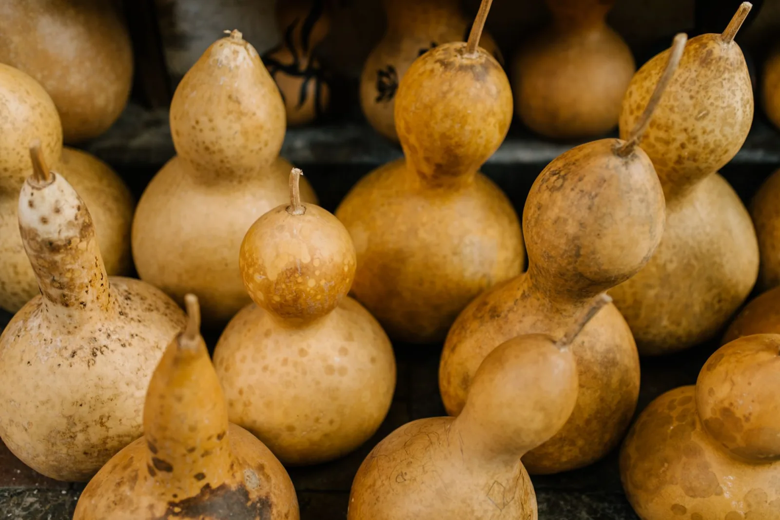 Courges calebasses séchées, entières, alignées sur un étal de marché