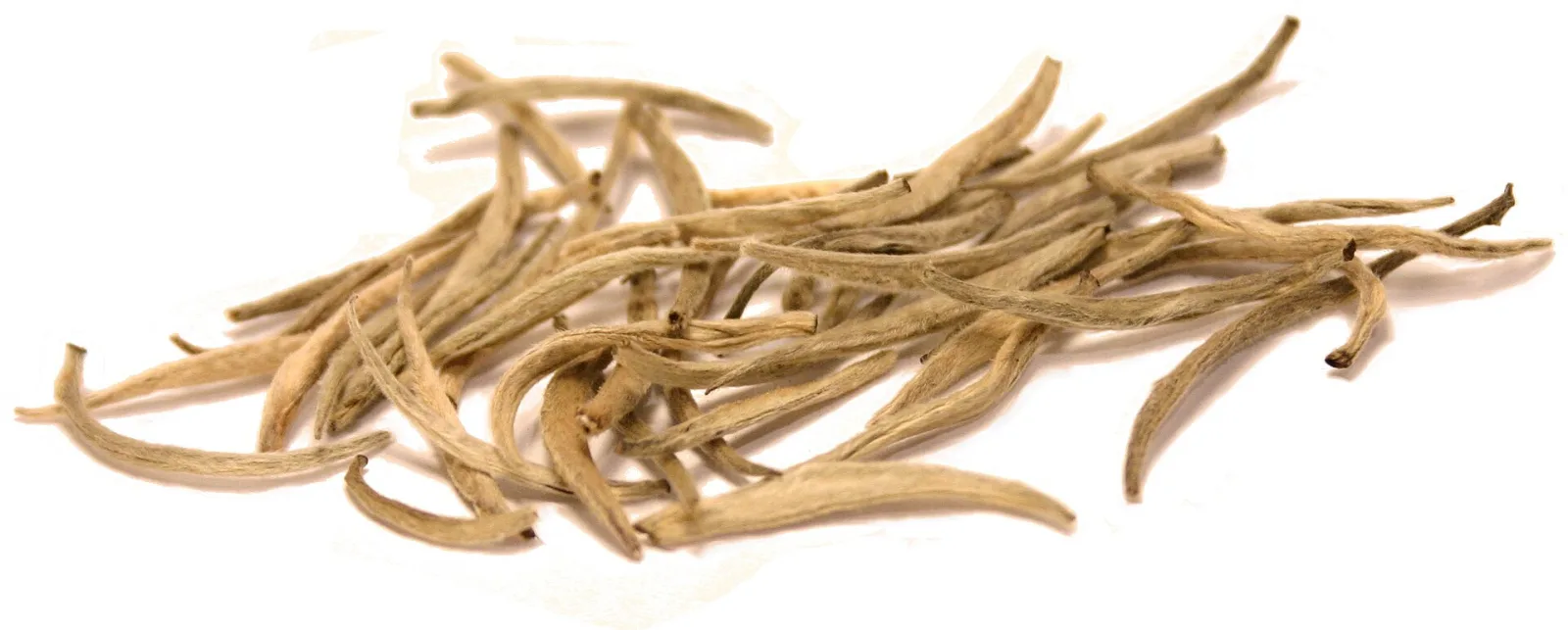 Bourgeons de thé blanc couverts de duvet argenté, posés sur fond clair