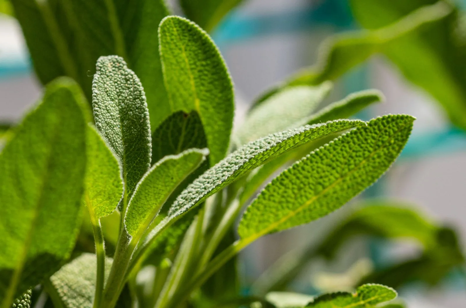 Feuilles de sauge officinale, veloutées et gaufrées, en gros plan