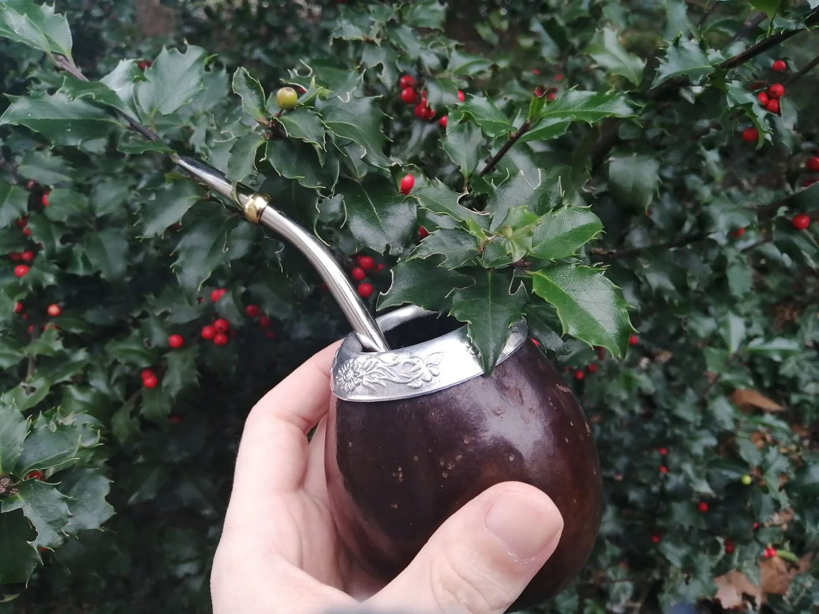 Calebasse à maté et sa bombilla tenues devant un houx couvert de baies rouges